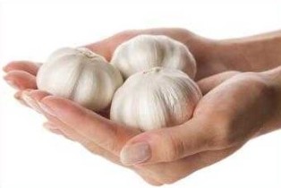 Fungus treatment garlic
