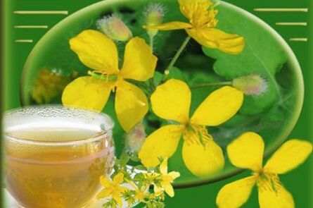 decoction of the herb celandine for fungus
